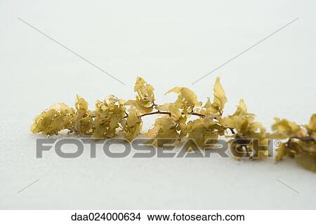 Piece of seaweed on sand, extreme close-up View Large Photo Image Picture - Piece of seaweed on sand, extreme close-up. Fotosearch