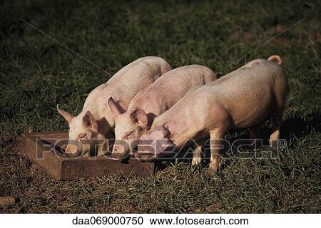 Pigs eating form trough View Large Photo Image Stock Image - Pigs eating form trough. Fotosearch