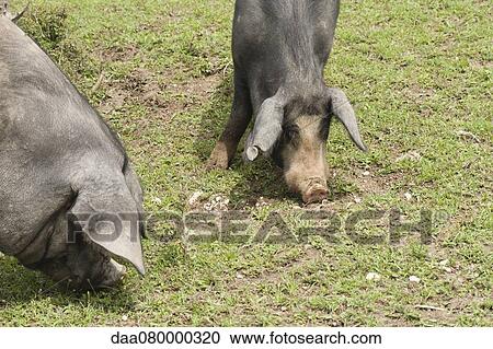 Pigs grazing View Large Photo Image Stock Image - Pigs grazing. Fotosearch