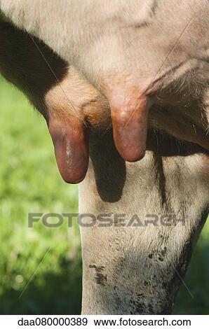 Stock Photo - Pig's teats, cropped. Fotosearch