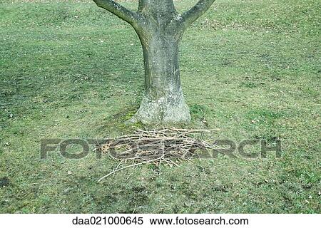 Pile of twigs and branches at base of tree, high angle view View Large Photo Image Stock Photography - Pile of twigs and branches at base of tree, high angle view. Fotosearch