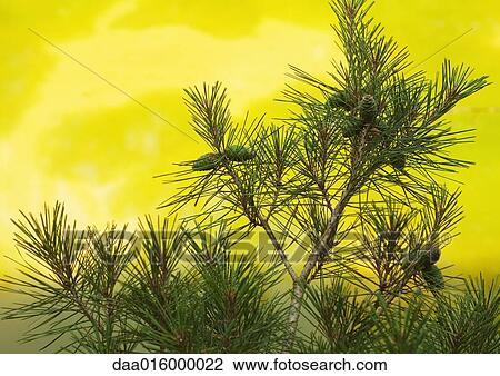 Stock Image - Pine branch. Fotosearch