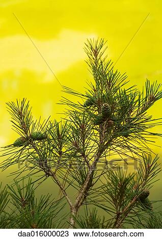 Pine branch View Large Photo Image Stock Image - Pine branch. Fotosearch