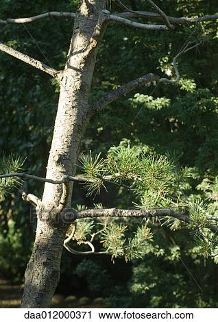 Pine tree View Large Photo Image Stock Image - Pine tree. Fotosearch