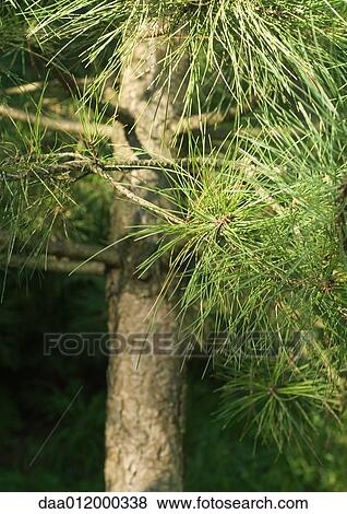 Pine tree View Large Photo Image Stock Photo - Pine tree. Fotosearch