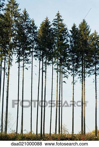 Pine trees View Large Photo Image Stock Photo - Pine trees. Fotosearch