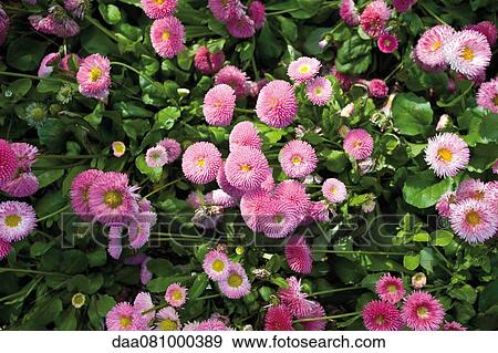 Pink asters View Large Photo Image Stock Photo - Pink asters. Fotosearch