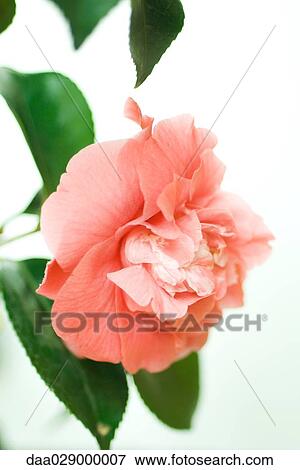 Stock Photo - Pink camellia flower, close-up. Fotosearch