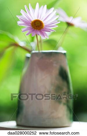 Pink cosmos in vase, close-up View Large Photo Image Stock Image - Pink cosmos in vase, close-up. Fotosearch
