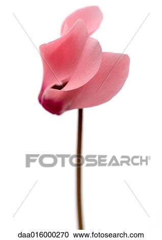 Pink cyclamen flower, close-up View Large Photo Image Stock Image - Pink cyclamen flower, close-up. Fotosearch
