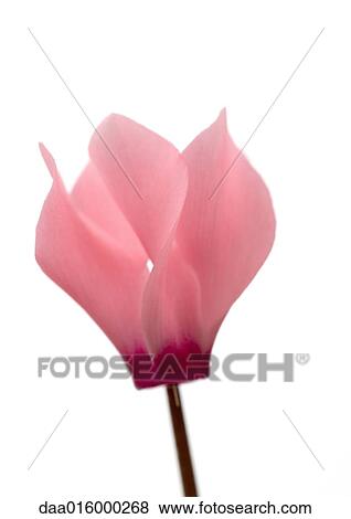 Pink cyclamen flower, close-up View Large Photo Image Stock Photo - Pink cyclamen flower, close-up. Fotosearch