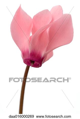 Pink cyclamen flower, close-up View Large Photo Image Stock Photo - Pink cyclamen flower, close-up. Fotosearch