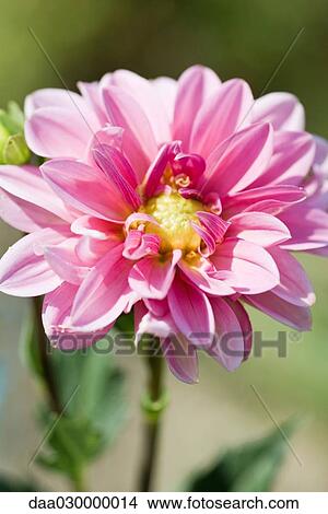 Pink dahlia in full bloom View Large Photo Image Picture - Pink dahlia in full bloom. Fotosearch