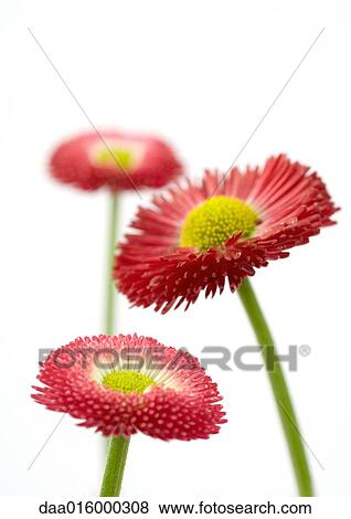 Pink daisies, close-up View Large Photo Image Stock Photo - Pink daisies, close-up. Fotosearch