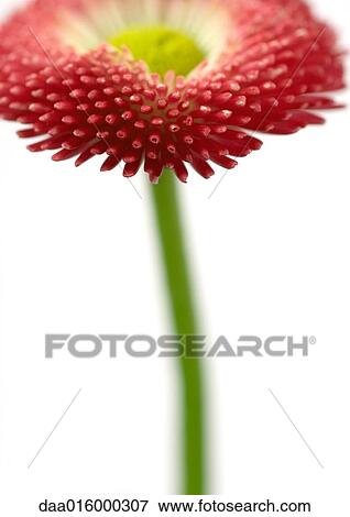 Pink daisy, close-up View Large Photo Image Stock Photo - Pink daisy, close-up. Fotosearch