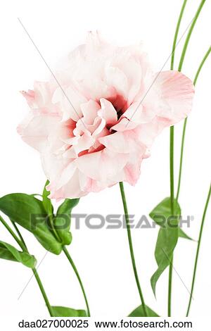 Pink eustoma flower, close-up View Large Photo Image Stock Photography - Pink eustoma flower, close-up. Fotosearch