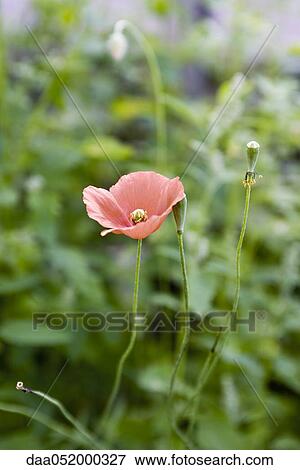 Stock Photo - Pink field poppy. Fotosearch