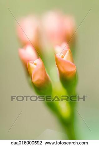 Pink flower buds View Large Photo Image Stock Image - Pink flower buds. Fotosearch
