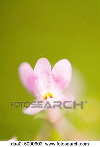 Pink flower View Large Photo Image Stock Image - Pink flower. Fotosearch