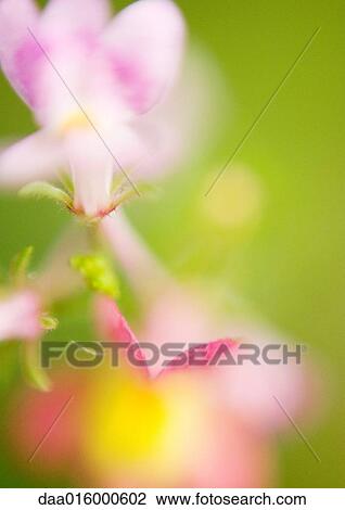 Pink flowers, defocused View Large Photo Image Stock Image - Pink flowers, defocused. Fotosearch