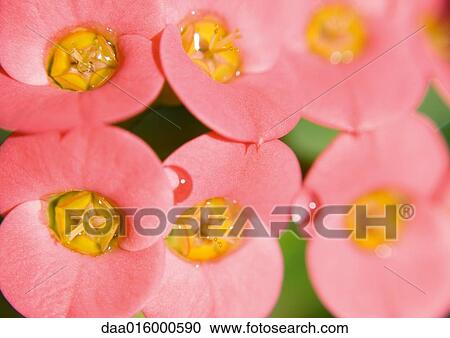 Stock Image - Pink flowers. Fotosearch