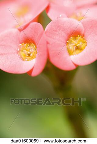 Pink flowers View Large Photo Image Stock Image - Pink flowers. Fotosearch