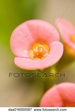 Pink flowers View Large Photo Image Stock Photo - Pink flowers. Fotosearch