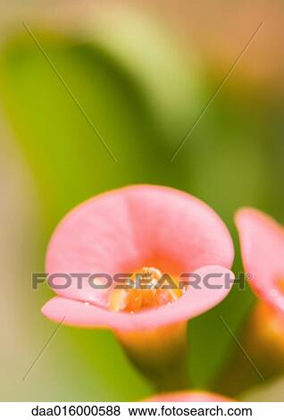 Pink flowers View Large Photo Image Stock Photo - Pink flowers. Fotosearch