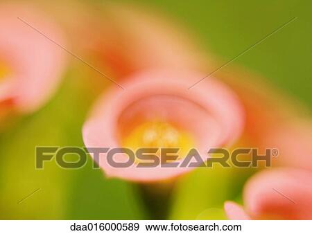 Pink flowers View Large Photo Image Stock Photo - Pink flowers. Fotosearch