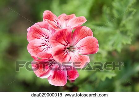 Pink geranium, close-up View Large Photo Image Stock Photo - Pink geranium, close-up. Fotosearch