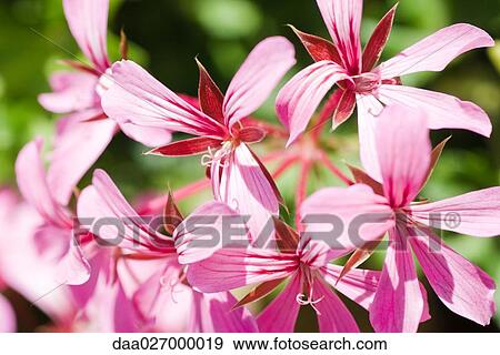 Stock Photo - Pink geranium flowers. Fotosearch