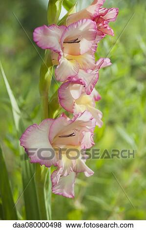 Pink gladiolus flowers View Large Photo Image Stock Photo - Pink gladiolus flowers. Fotosearch