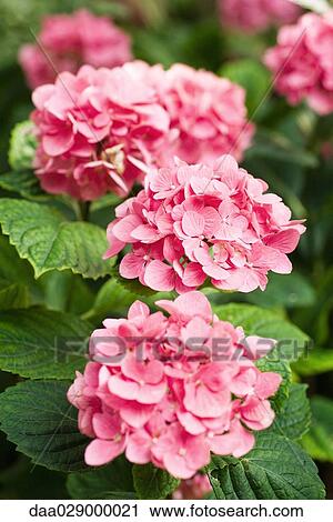 Pink hydrangea, close-up View Large Photo Image Stock Image - Pink hydrangea, close-up. Fotosearch