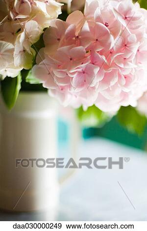 Pink hydrangea flowers in pitcher, close-up View Large Photo Image Stock Photo - Pink hydrangea flowers in pitcher, close-up. Fotosearch