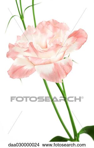 Pink lisianthus View Large Photo Image Picture - Pink lisianthus. Fotosearch