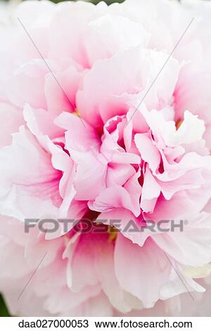 Pink peony, close-up of petals, full frame View Large Photo Image Stock Image - Pink peony, close-up of petals, full frame. Fotosearch