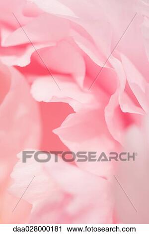 Pink peony, close-up of petals View Large Photo Image Stock Image - Pink peony, close-up of petals. Fotosearch