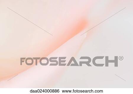 Pink rose, extreme close-up View Large Photo Image Stock Photograph - Pink rose, extreme close-up. Fotosearch