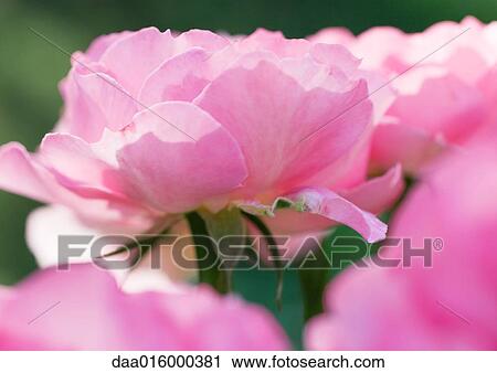 Pink roses View Large Photo Image Stock Image - Pink roses. Fotosearch