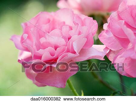 Pink roses View Large Photo Image Stock Image - Pink roses. Fotosearch