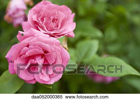 Pink roses View Large Photo Image Stock Photography - Pink roses. Fotosearch