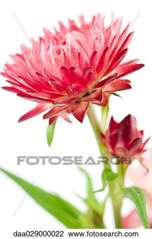 Pink strawflower, close-up View Large Photo Image Stock Image - Pink strawflower, close-up. Fotosearch