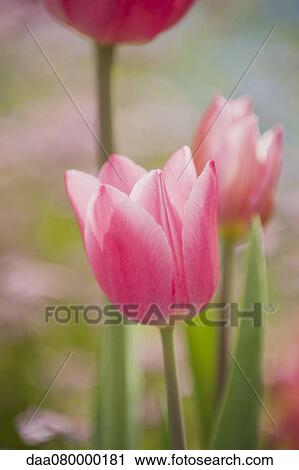 Pink tulips View Large Photo Image Stock Image - Pink tulips. Fotosearch