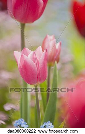 Pink tulips View Large Photo Image Stock Image - Pink tulips. Fotosearch