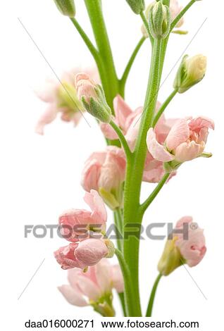 Pink wallflower, close-up View Large Photo Image Stock Image - Pink wallflower, close-up. Fotosearch