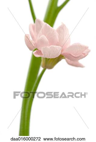 Pink wallflower, close-up View Large Photo Image Stock Image - Pink wallflower, close-up. Fotosearch