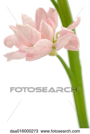 Pink wallflower, close-up View Large Photo Image Stock Image - Pink wallflower, close-up. Fotosearch
