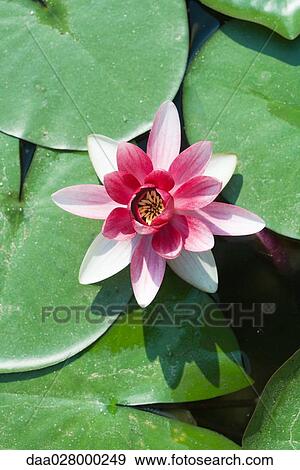 Pink water lily, high angle view View Large Photo Image Stock Photo - Pink water lily, high angle view. Fotosearch