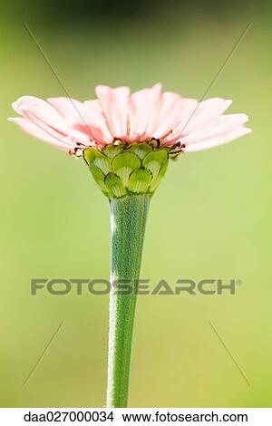 Pink zinnia, side view View Large Photo Image Picture - Pink zinnia, side view. Fotosearch