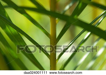Plant, close-up View Large Photo Image Stock Image - Plant, close-up. Fotosearch